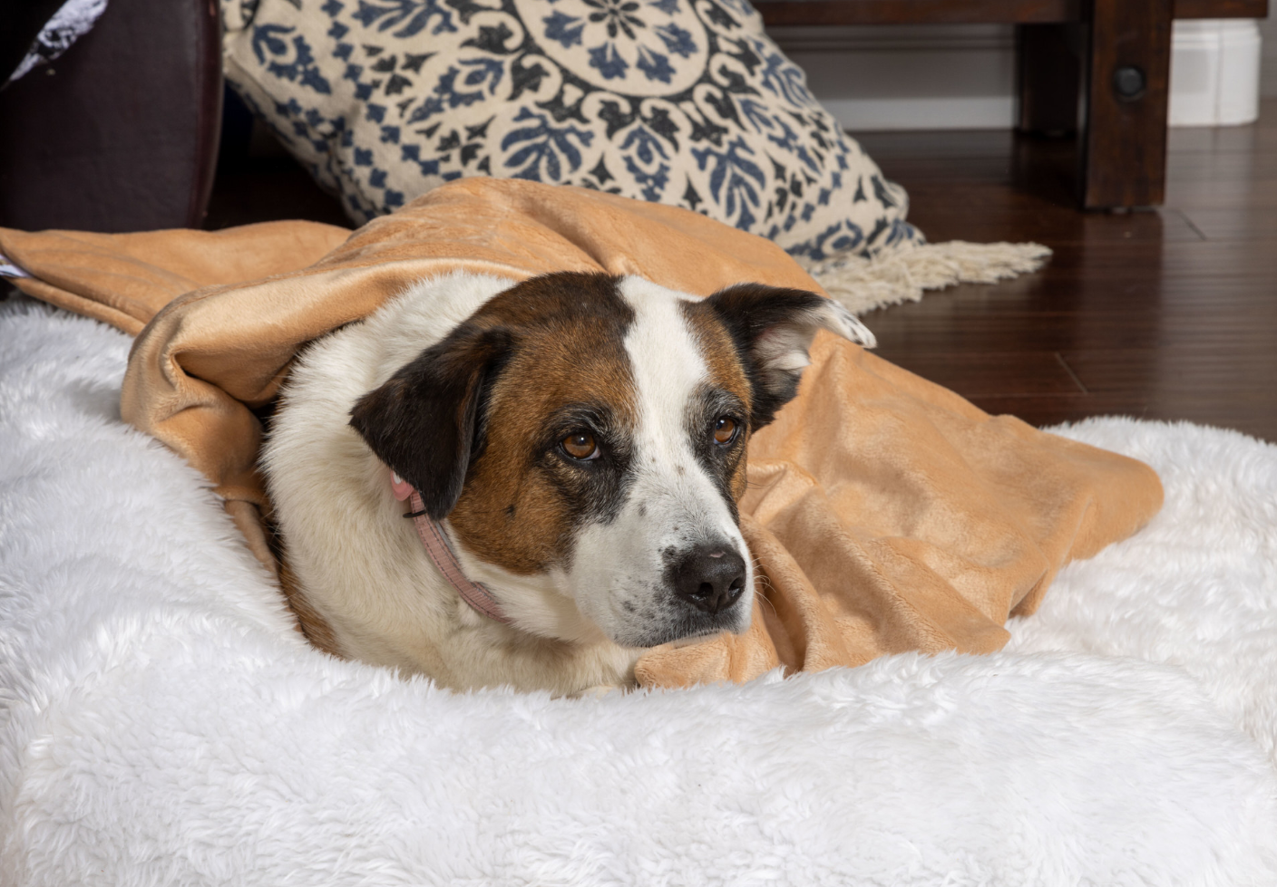 Weighted Blankets for Dogs Anti Anxiety Blankets Sensory Goods