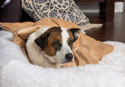 Weighted blanket for dogs hotsell
